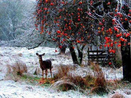 Magico inverno