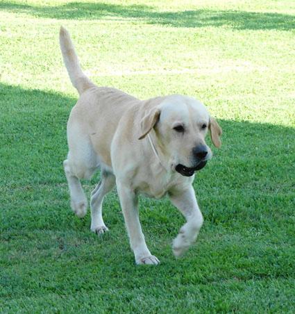 Soccorso obbligatorio agli animali