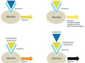 Interferenti endocrini