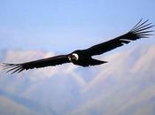 Mestiere "andare" Spazio Poesia