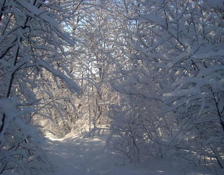 TREMENDA BUFERA DI NEVE IN CANADA LASCIA 120.000 PERSONE SENZA ELETTRICITA'