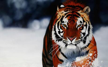 tiger-in-snow