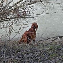 Castel di Judica Salvatore Maccarrone muore per salvare il suo cane