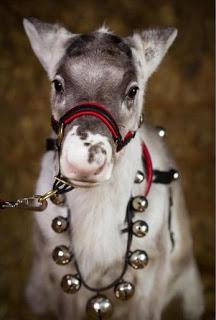 Immune a (certo) spirito del Natale...