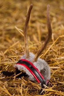 Immune a (certo) spirito del Natale...