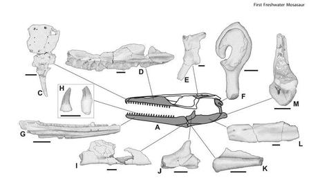 Scoperto il primo mosasauro d'acqua dolce