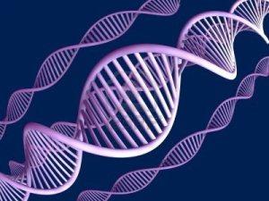 Ecco il Dna cui tutti si appellano a torto o a ragione. E la buona vecchia 