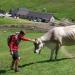 Sleddog in Valtellina