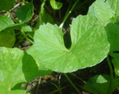 Cura delle Varici: Centella asiatica