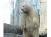 Winner regge caldo rumori: morto l’orso polare dello Buenos Aires