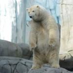 Winner non regge caldo e rumori: morto l’orso polare dello zoo di Buenos Aires