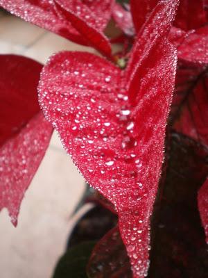 Presepi naif, gocce su velluto rosso, cose che finiscono e cose che cominciano...