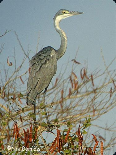 waza Black-headed Heron-Nik Borrow