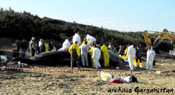 VIDEO - Perchè i capodogli di Varano sono morti. Chiarezza, una volta per tutte!