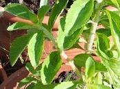 coltivazione della Stevia rebaudiana Bertoni Salento leccese