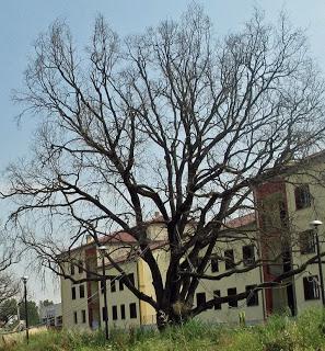 Una parcella sotto l'albero