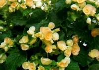 Begonia elatior