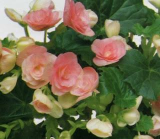 Begonia elatior