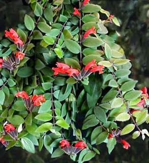 Aeschynanthus