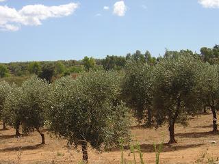 I lavori di gennaio nell'Oliveto del Salento leccese