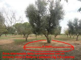 I lavori di gennaio nell'Oliveto del Salento leccese