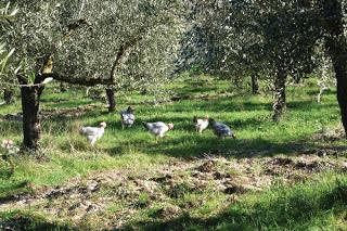 I lavori di gennaio nell'Oliveto del Salento leccese