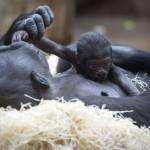 Gorilla nato nello zoo di Praga il 22 dicembre è già una attrazione08