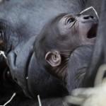 Praga: il baby gorilla amatissimo dai visitatori dello zoo