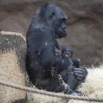 Gorilla nato nello zoo di Praga il 22 dicembre è già una attrazione04