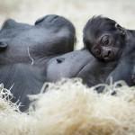 Gorilla nato nello zoo di Praga il 22 dicembre è già una attrazione07