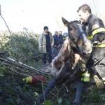 Roma: Salvataggio cavallo nel fiume Aniene11