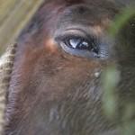 Roma: Salvataggio cavallo nel fiume Aniene13