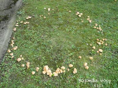 Crop circles or mushroom circles? A WE on the mountains