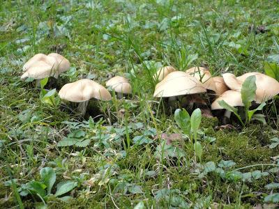 Crop circles or mushroom circles? A WE on the mountains