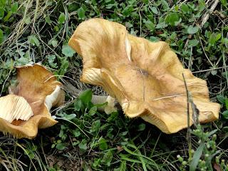 Crop circles or mushroom circles? A WE on the mountains