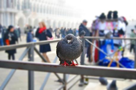 My First day of 2013: Venice.