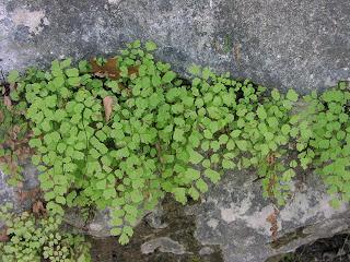 Adiantum