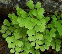 Adiantum