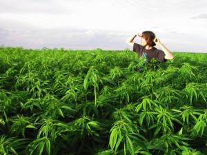 legalize-marijuana-california-environment