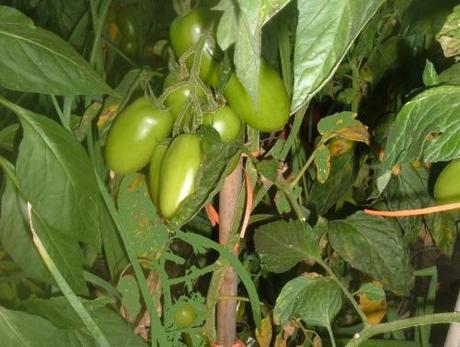 POMODORI. SCEGLIAMO LE VARIETA’ DA COLTIVARE NELL’ORTO O SUL BALCONE