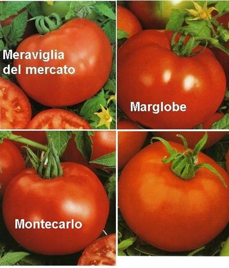 POMODORI. SCEGLIAMO LE VARIETA’ DA COLTIVARE NELL’ORTO O SUL BALCONE