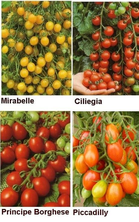 POMODORI. SCEGLIAMO LE VARIETA’ DA COLTIVARE NELL’ORTO O SUL BALCONE