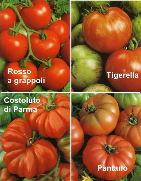 POMODORI. SCEGLIAMO LE VARIETA’ DA COLTIVARE NELL’ORTO O SUL BALCONE