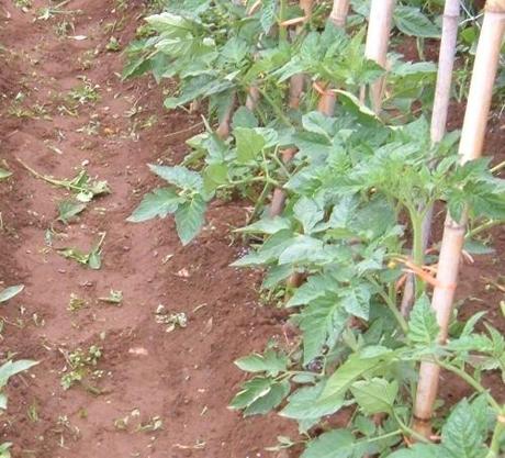 POMODORI. SCEGLIAMO LE VARIETA’ DA COLTIVARE NELL’ORTO O SUL BALCONE