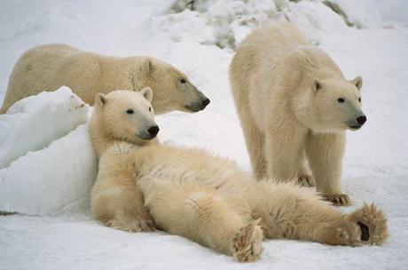 La neve:come la vivono gli animali?