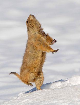 La neve:come la vivono gli animali?