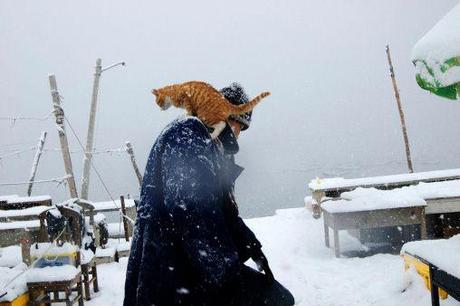 La neve:come la vivono gli animali?