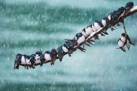 La neve:come la vivono gli animali?