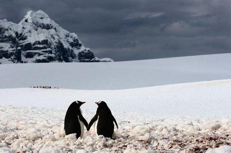 La neve:come la vivono gli animali?