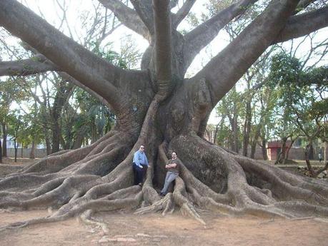 800px-Bombax_LalBagh